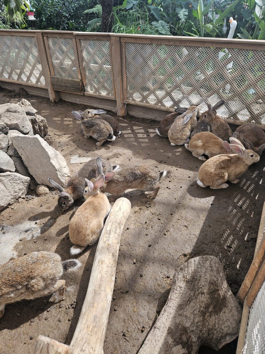 평강랜드에서 관찰한 토끼들